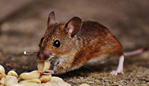 24 Hour & Emergency Exterminators in Lawrence Park, PA